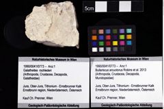 Foto (Objket + Etiketten) von Bullariscus arcuotorus (Robins et al., 2013) 